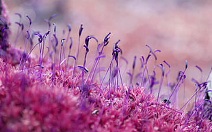 macro photography of purple plants